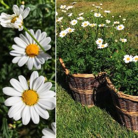 Henåns Blomsteraffär